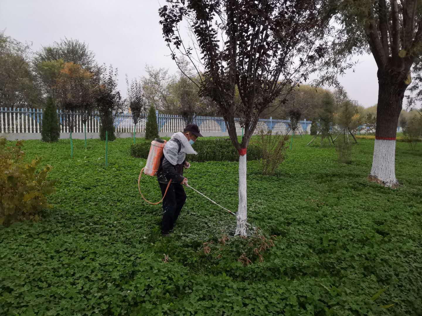 綠化公司扎實(shí)開(kāi)展冬季綠化養(yǎng)護(hù)工作(圖2) 綠化公司扎實(shí)開(kāi)展冬季綠化養(yǎng)護(hù)工作(圖2)